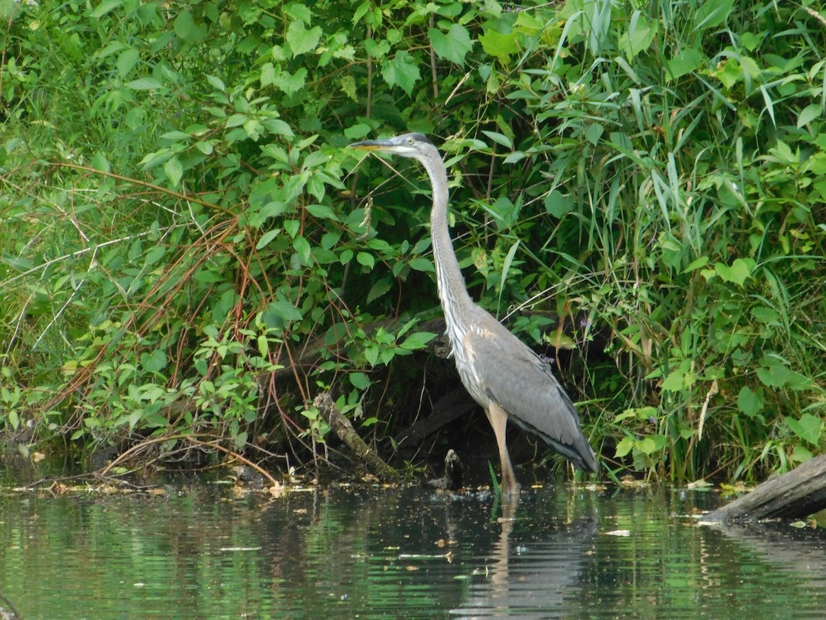 Great Blue Heron - ML642680490