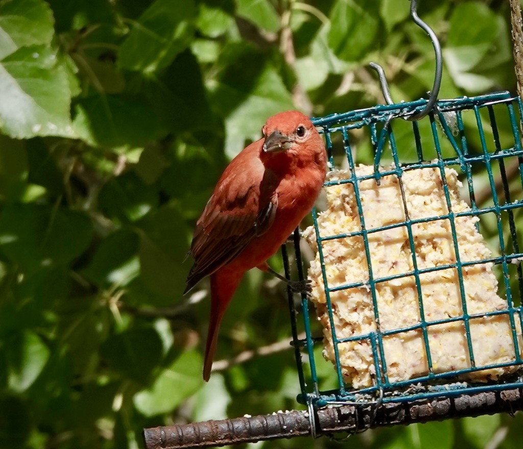 Summer Tanager - ML642680491