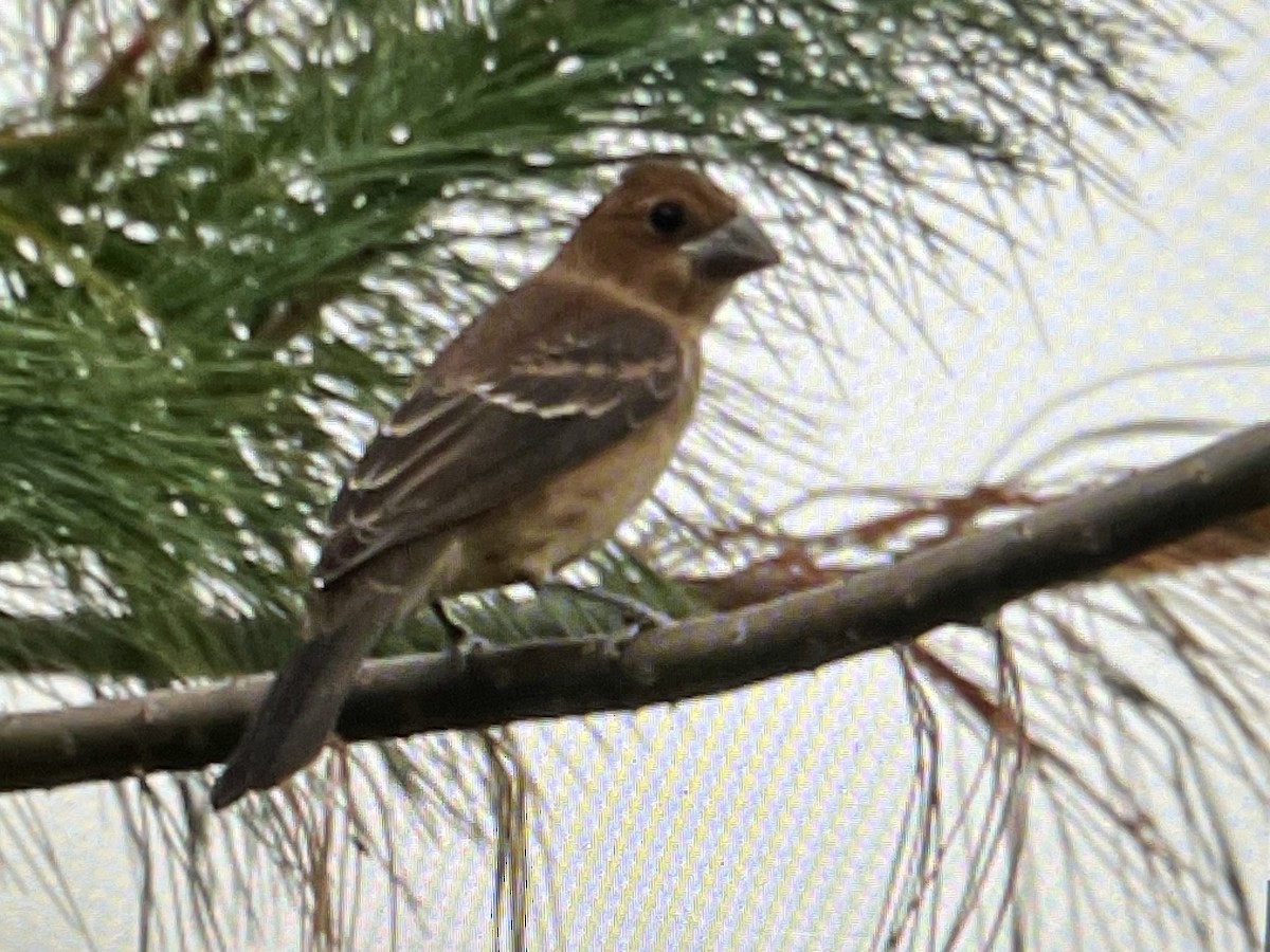 Blue Grosbeak - ML642680498