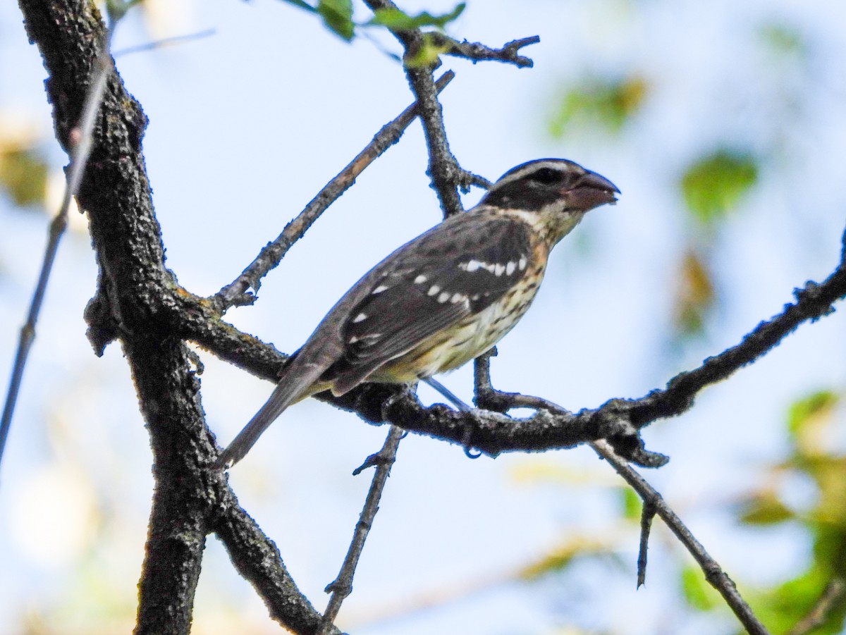 Rose-breasted Grosbeak - ML642680499
