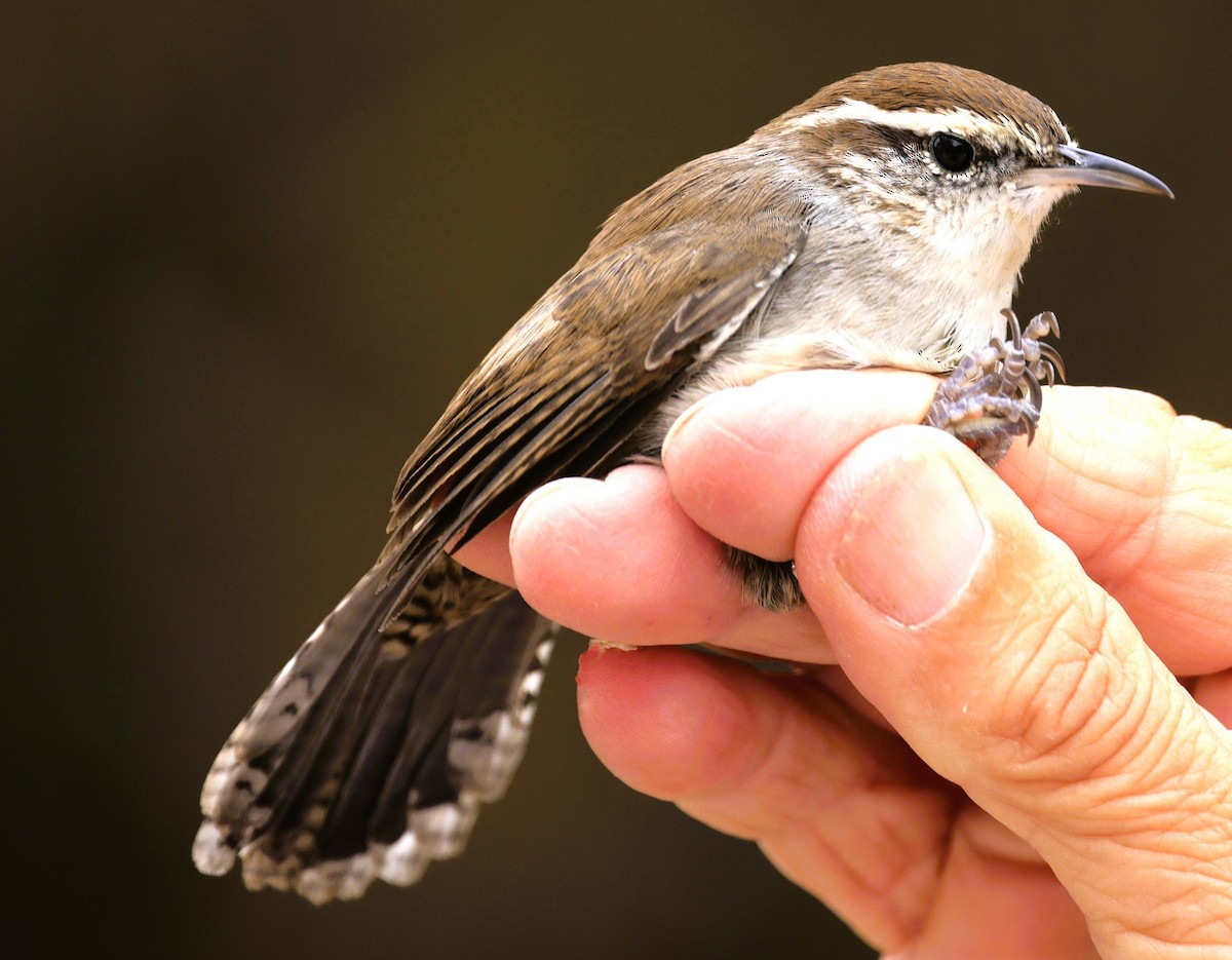 Bewick's Wren - ML642680503