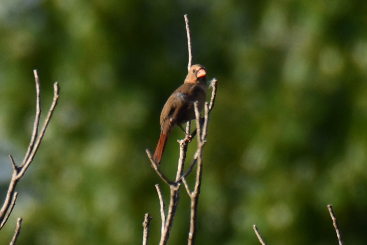 Northern Cardinal - ML642680504