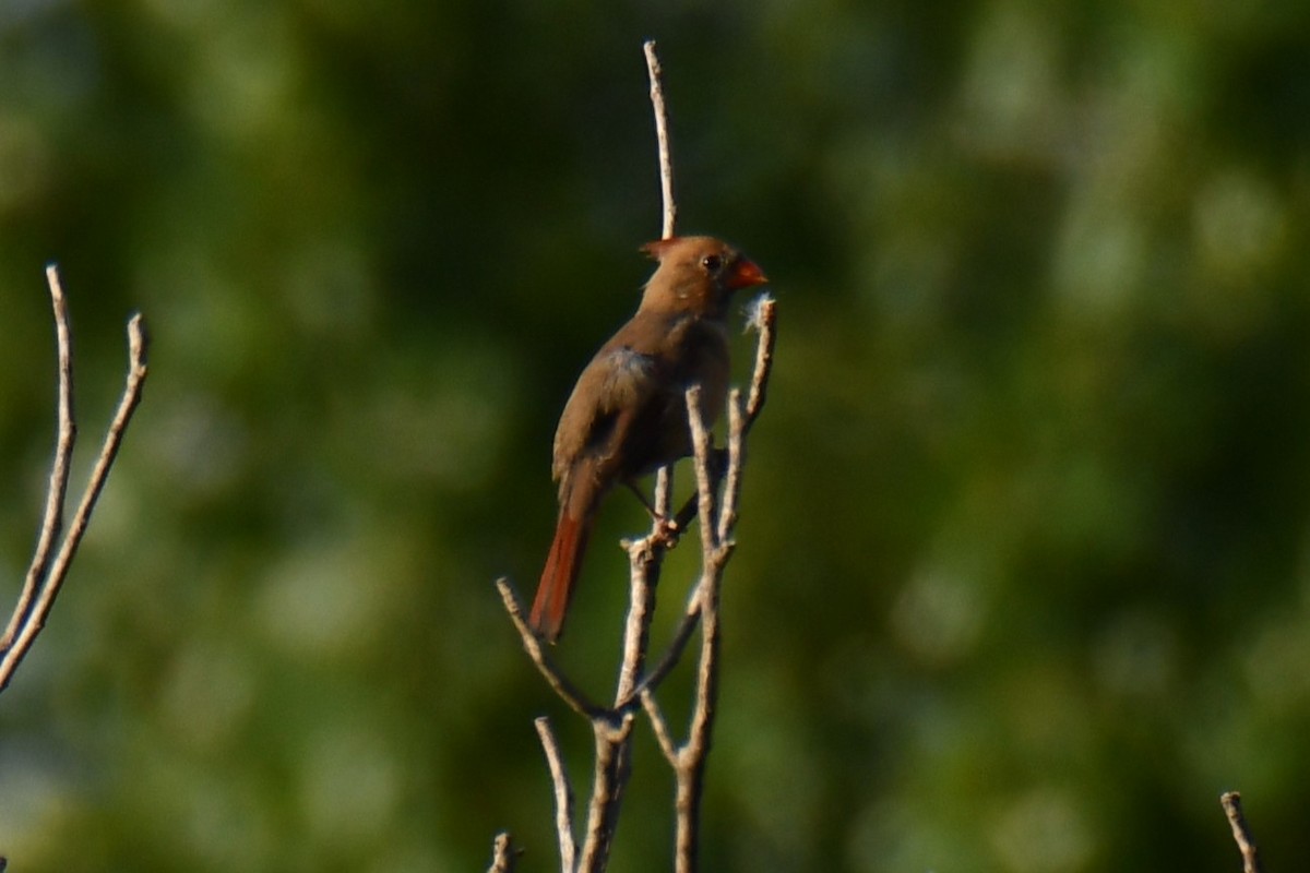 Northern Cardinal - ML642680505