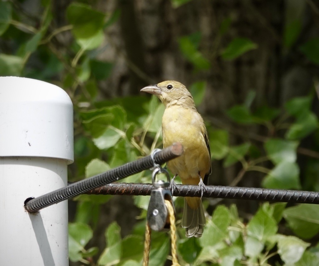 Summer Tanager - ML642680512