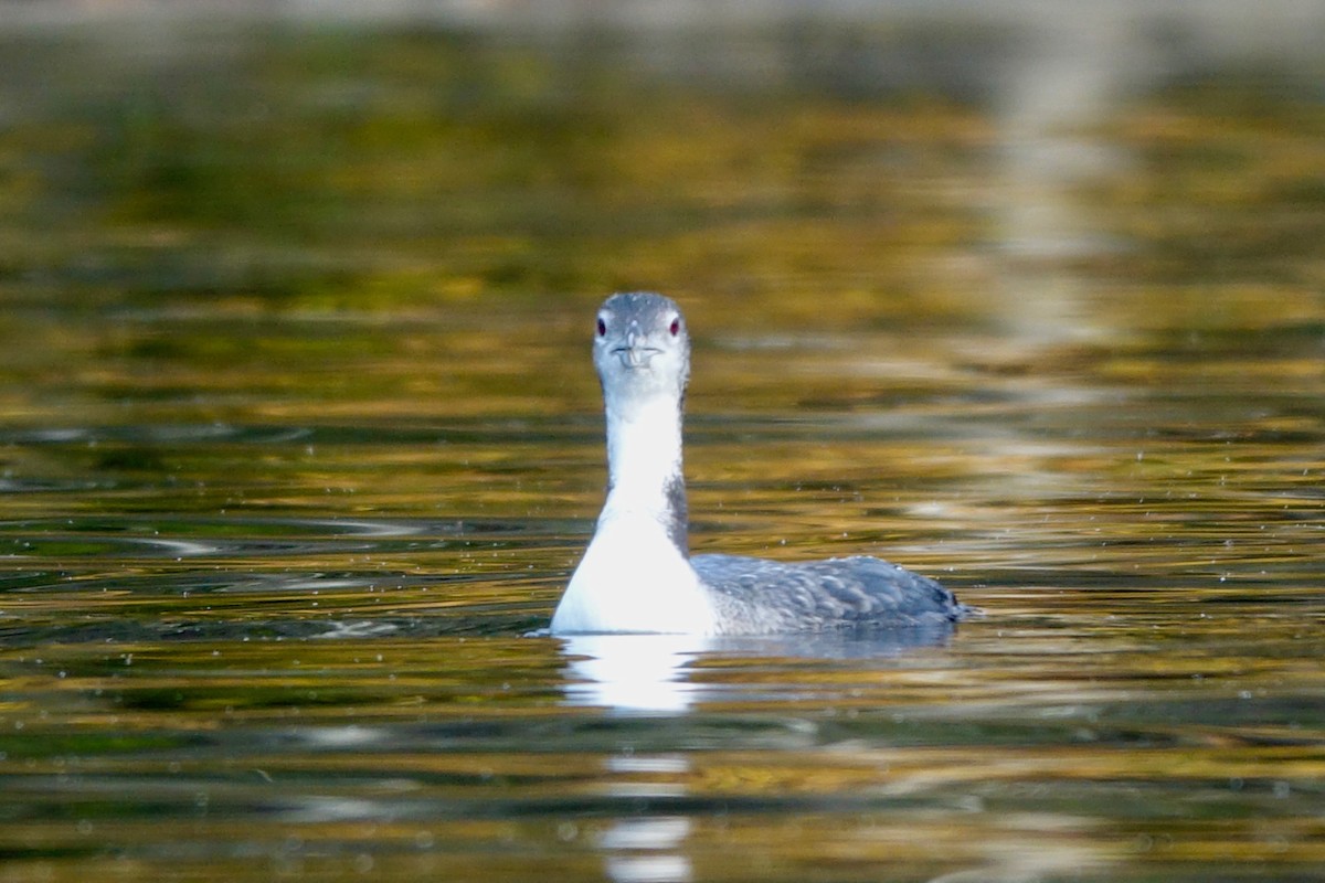 Plongeon huard - ML642680516