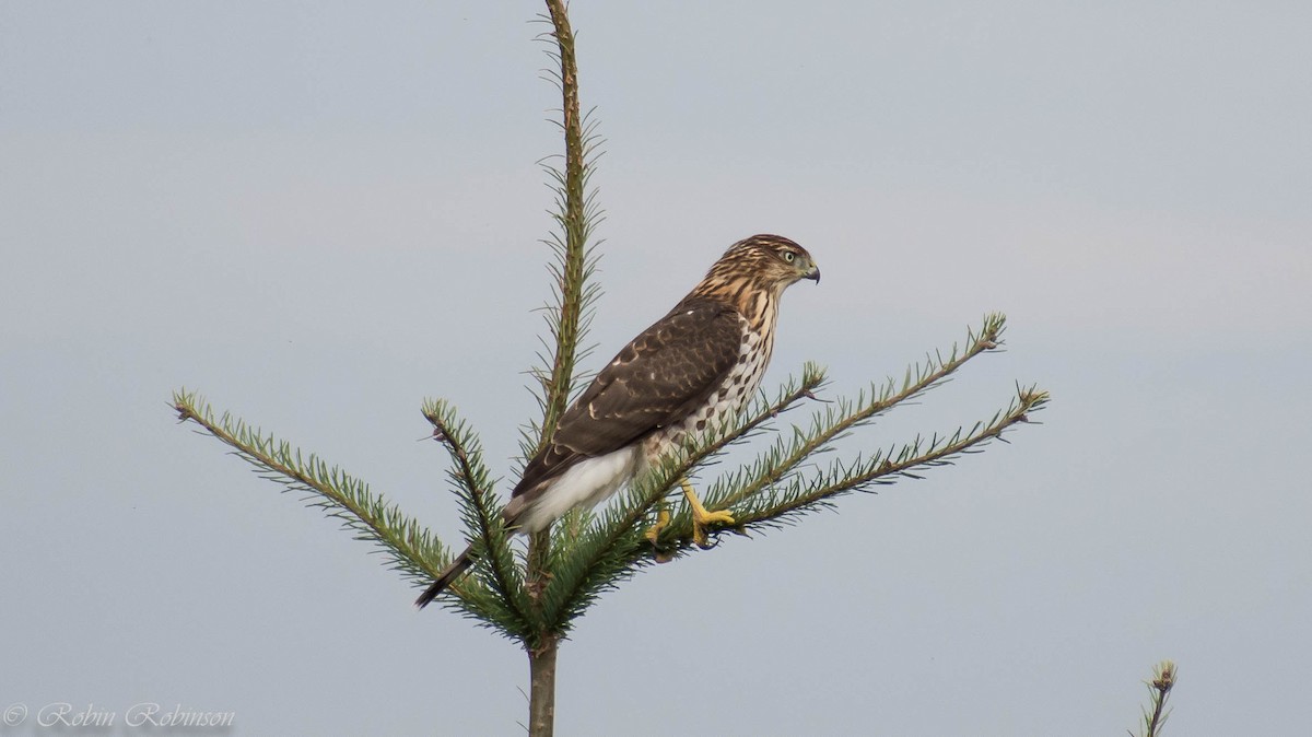 Cooper's Hawk - ML642680521