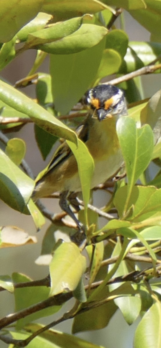 Striated Pardalote - ML642680531