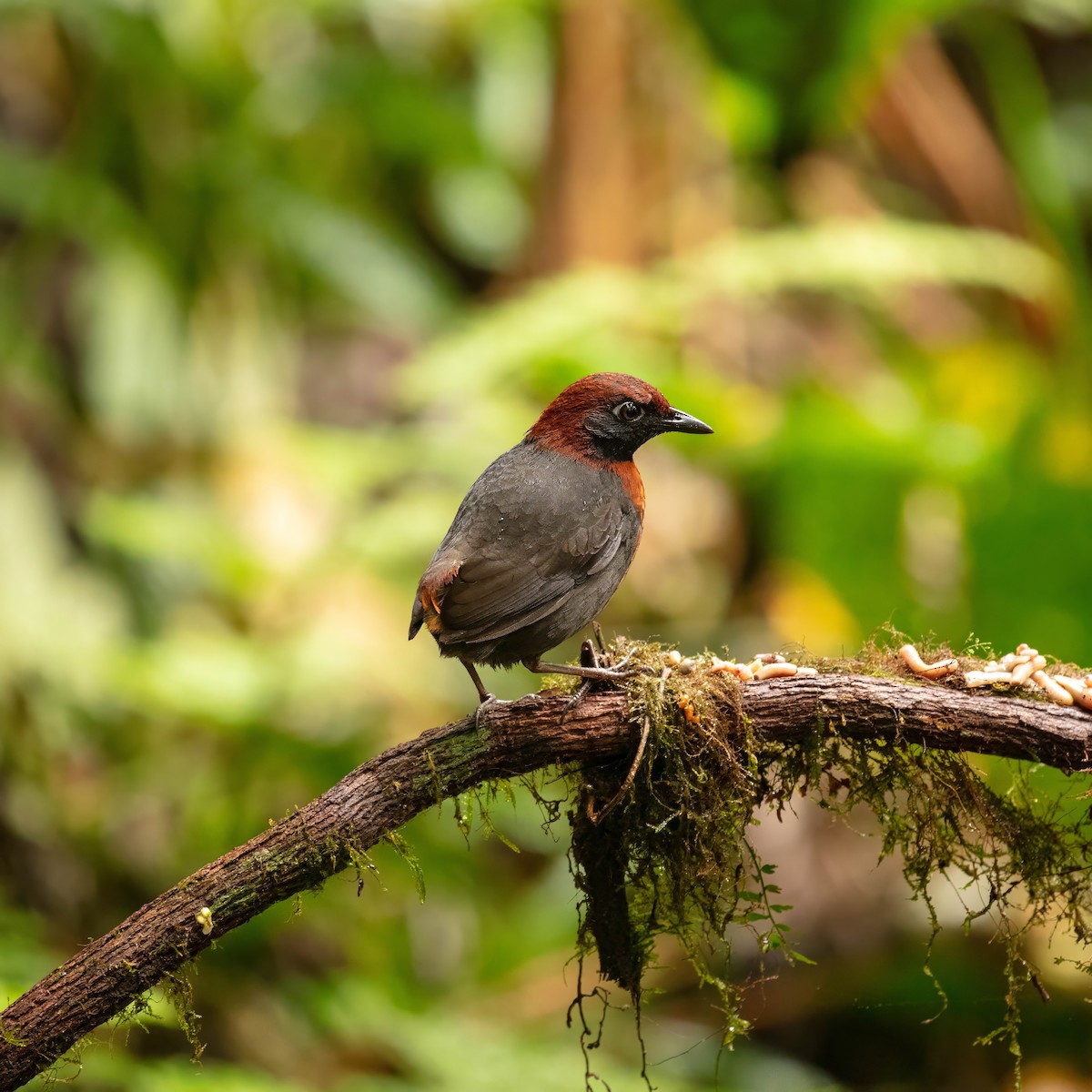 Rufous-breasted Antthrush - ML642680532