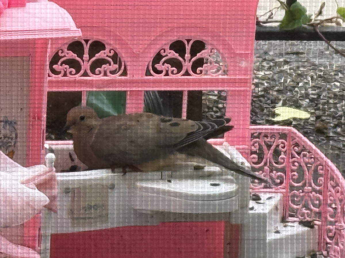 Mourning Dove - ML642680535