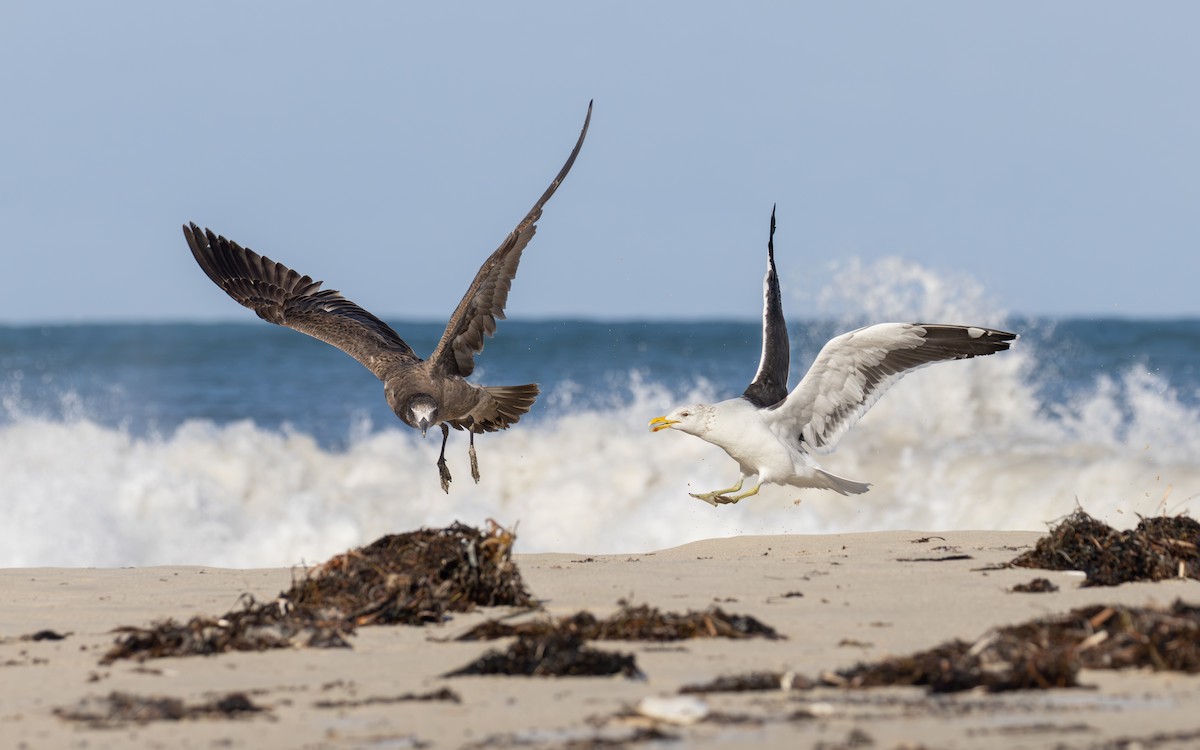 Kelp Gull - ML642680557