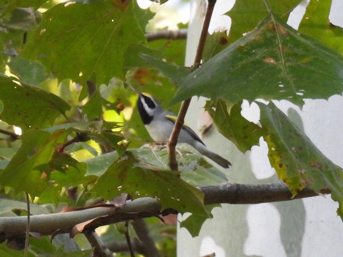 Golden-winged Warbler - ML642680579
