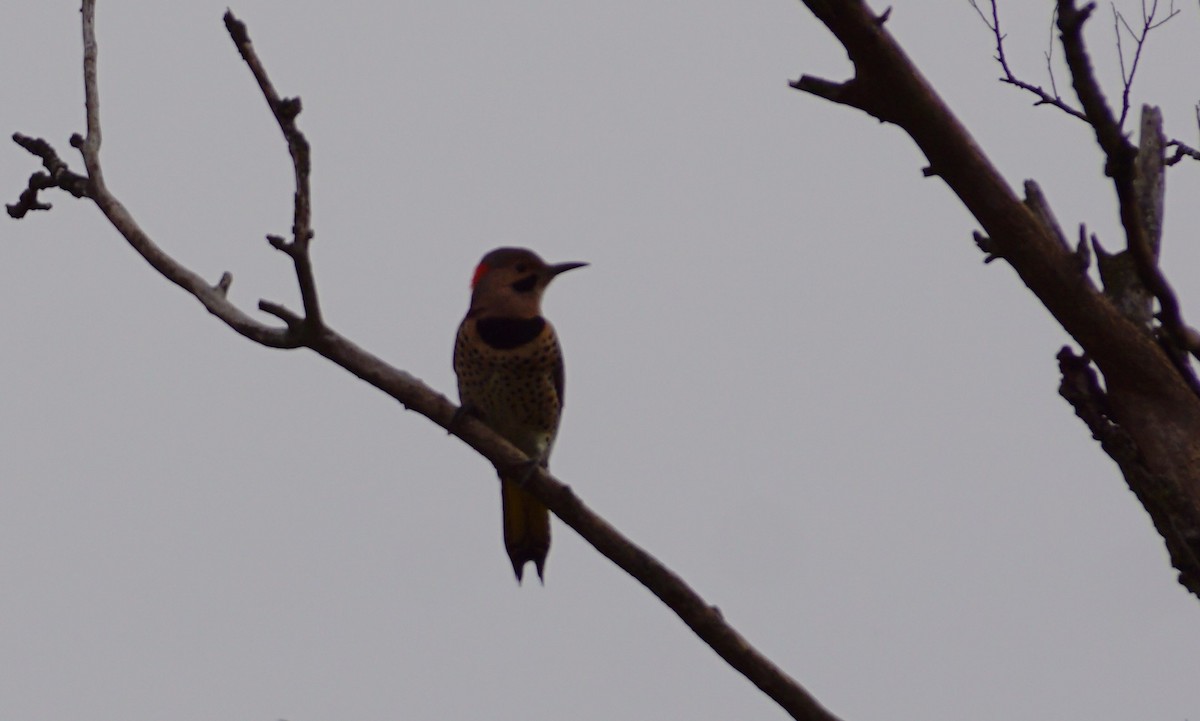 Northern Flicker - ML642680580