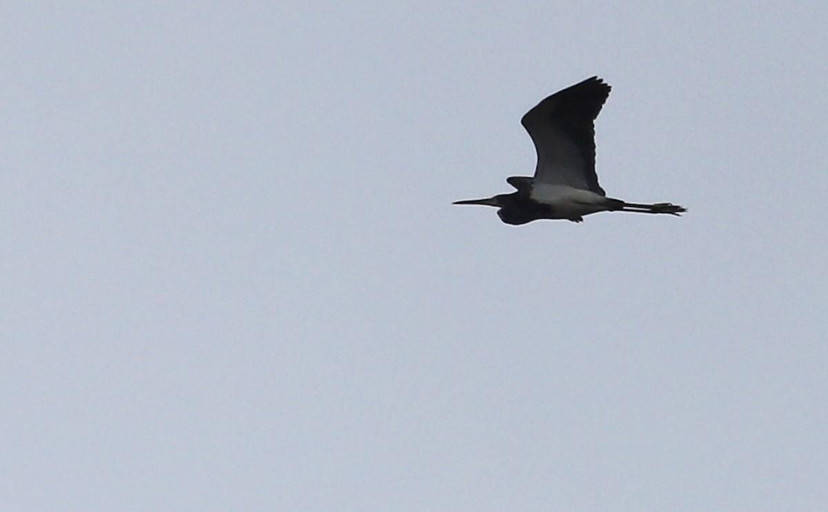 Tricolored Heron - ML642680585