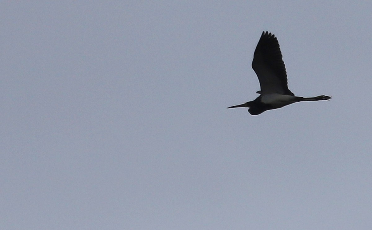 Tricolored Heron - ML642680587
