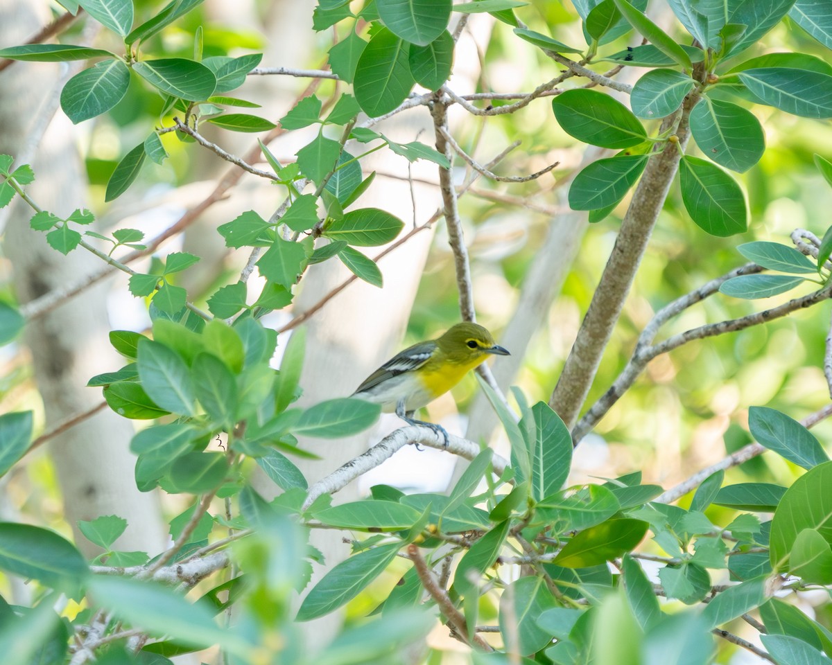 Yellow-throated Vireo - ML642680588