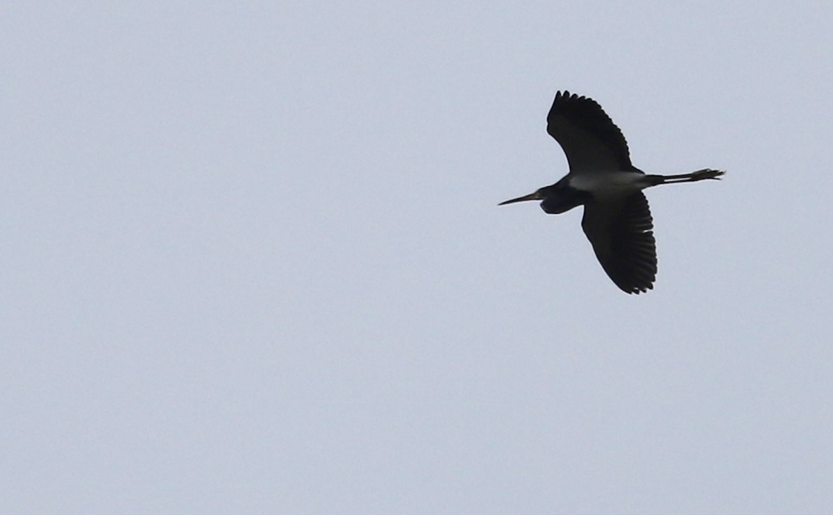 Tricolored Heron - ML642680592