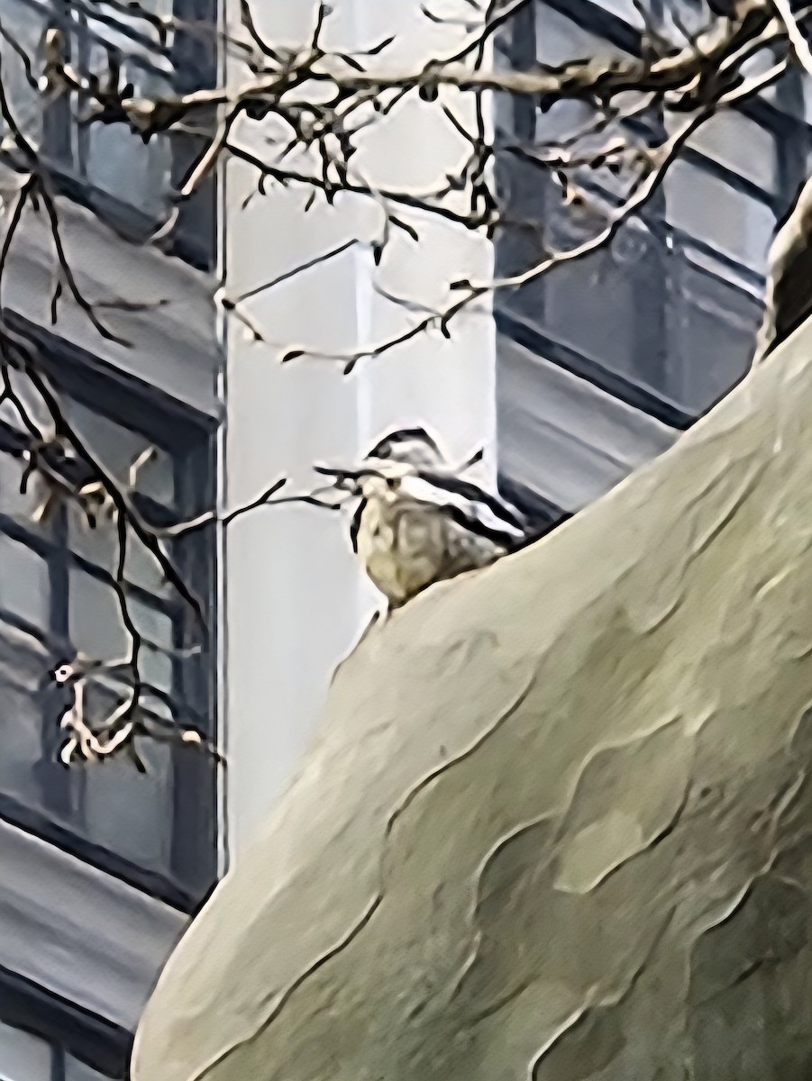 啄木鳥科 - ML642680593