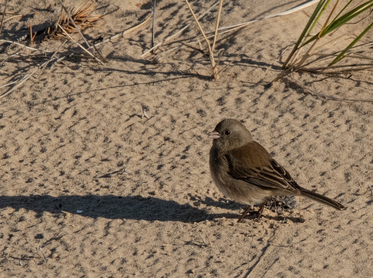 Dark-eyed Junco - ML642680605