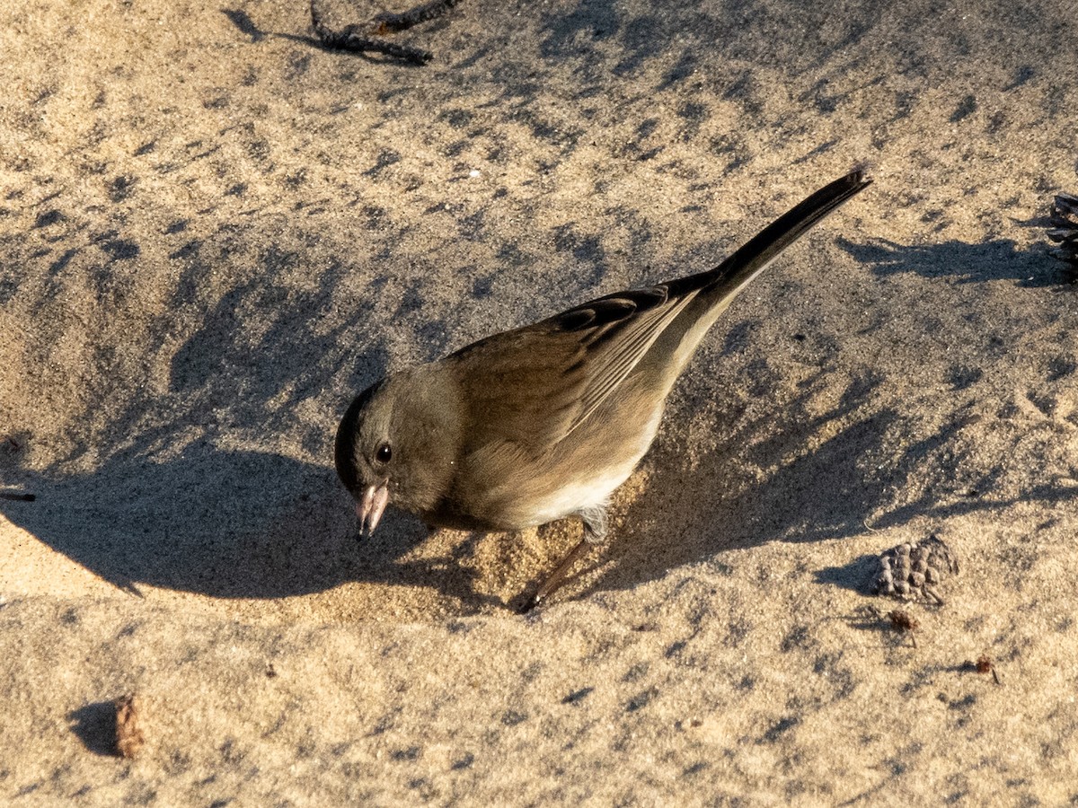 Dark-eyed Junco - ML642680606
