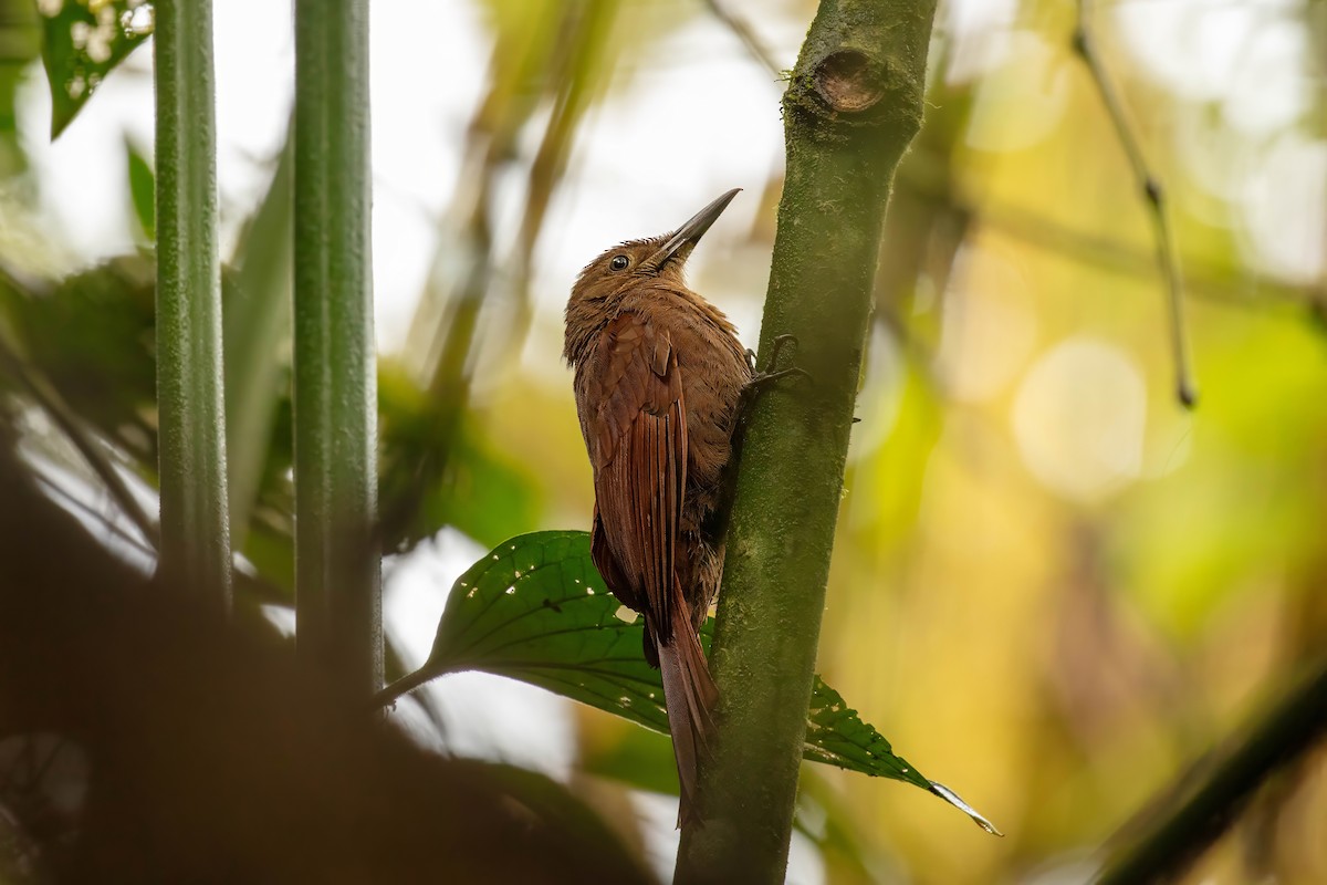 Tyrannine Woodcreeper - ML642680631