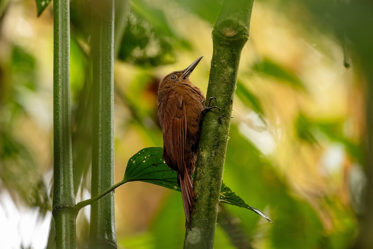Tyrannine Woodcreeper - ML642680632
