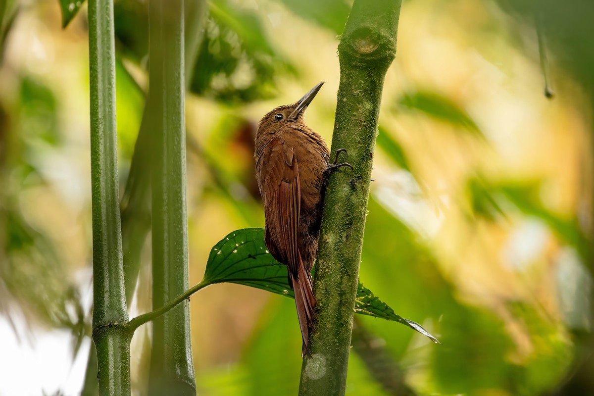 Tyrannine Woodcreeper - ML642680633
