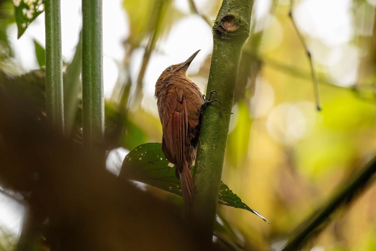 Tyrannine Woodcreeper - ML642680634