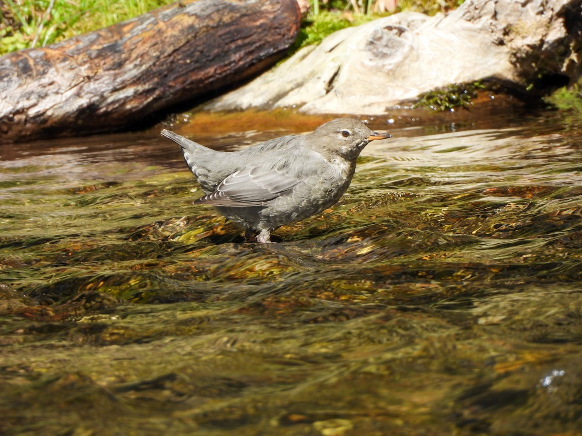 American Dipper - ML642680645