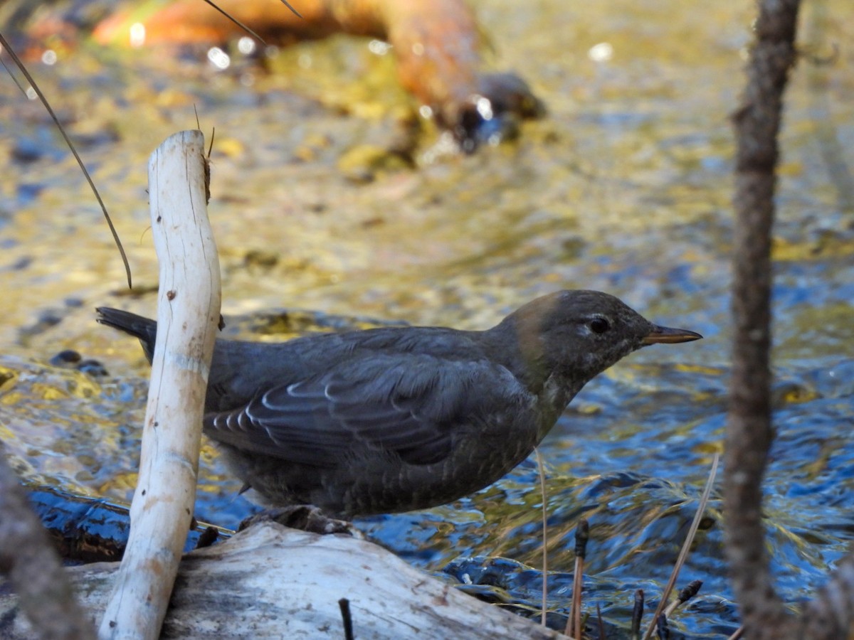 American Dipper - ML642680646