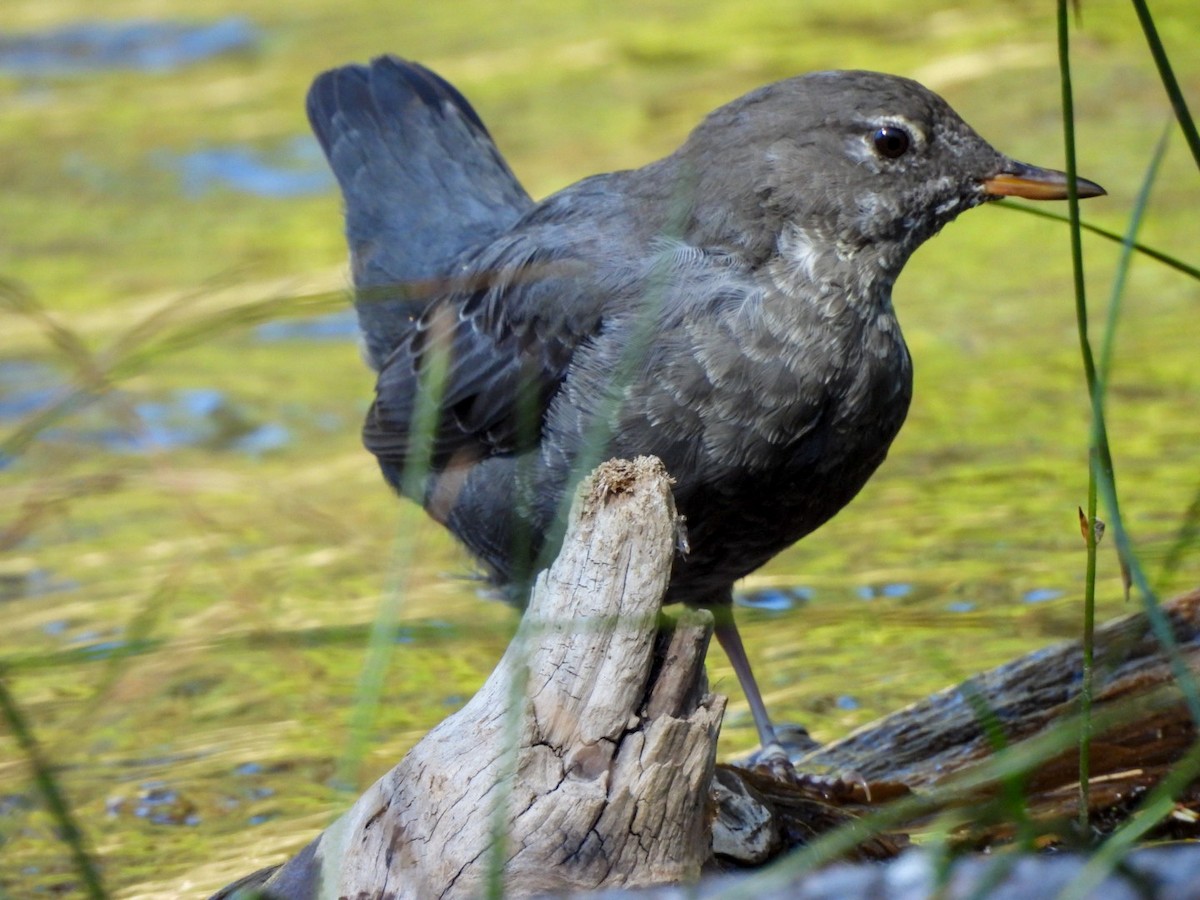 American Dipper - ML642680647
