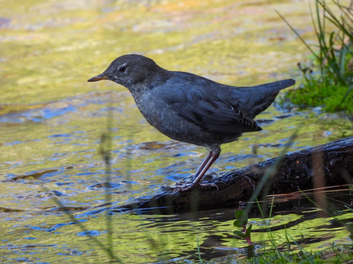American Dipper - ML642680648
