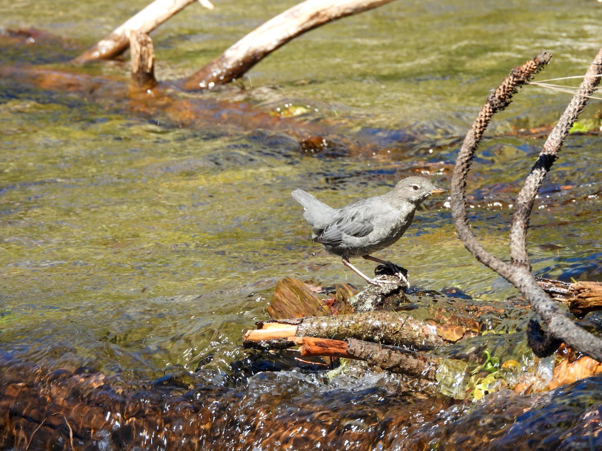 American Dipper - ML642680649