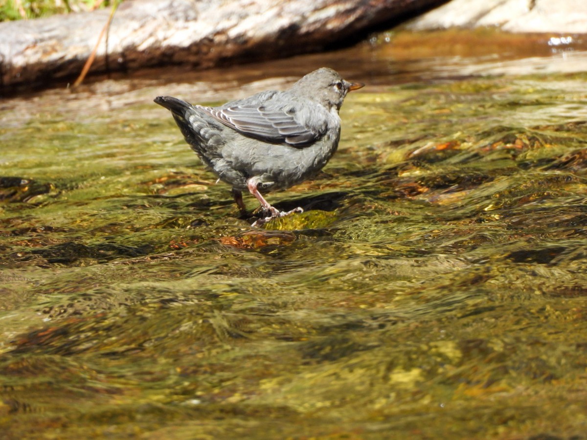 American Dipper - ML642680650