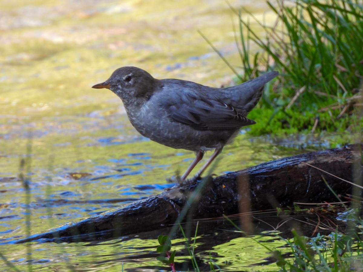 American Dipper - ML642680651