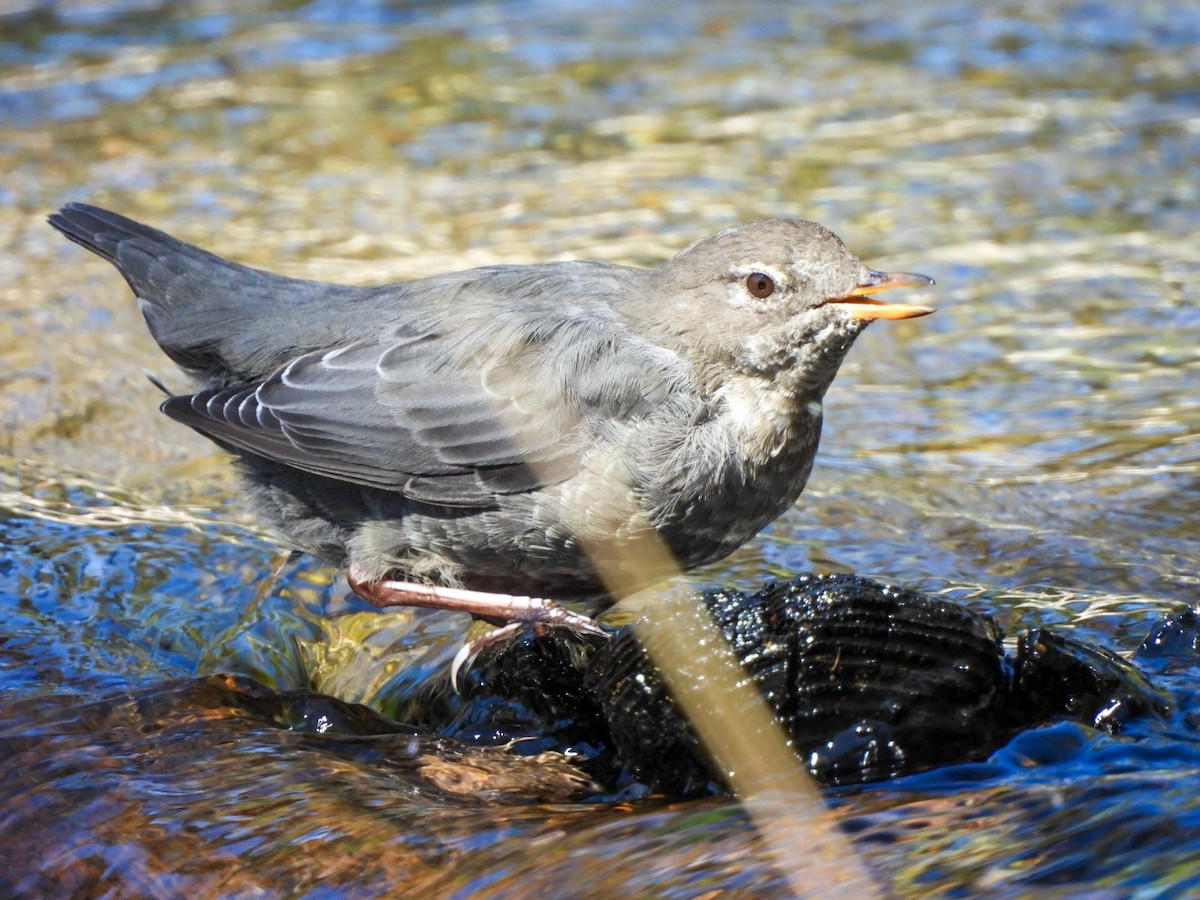 American Dipper - ML642680652
