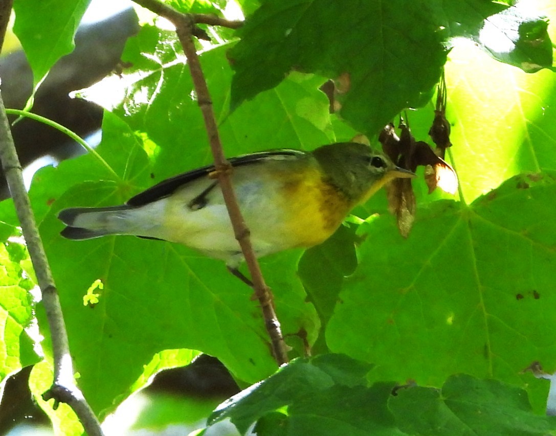 Northern Parula - ML642680658