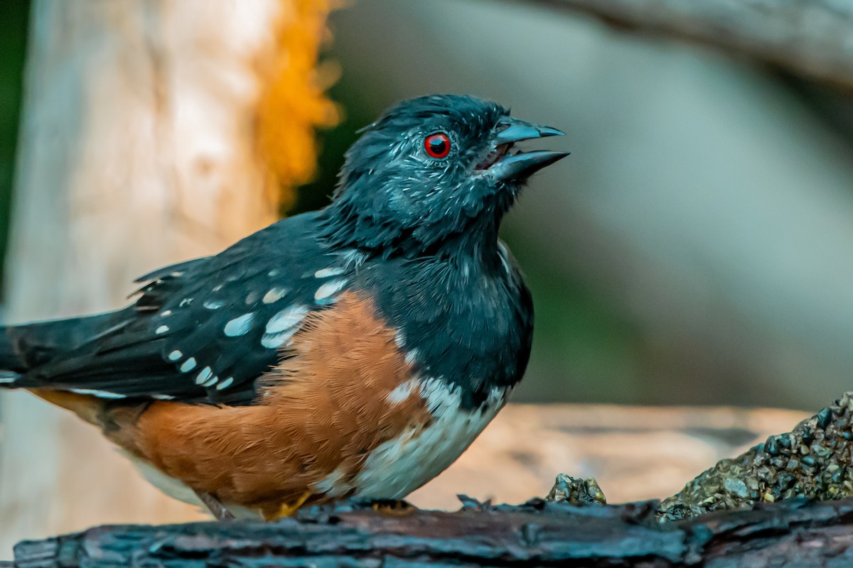Spotted Towhee - ML642680659