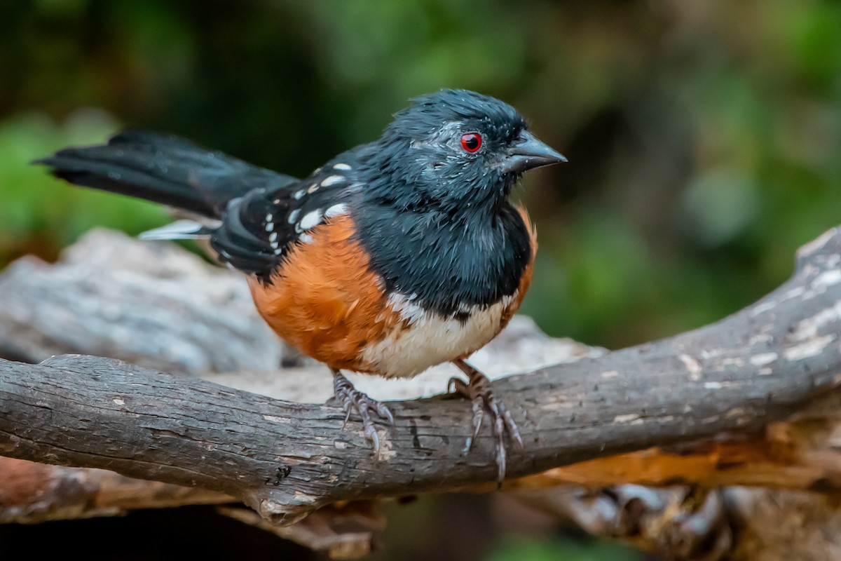 Spotted Towhee - ML642680660