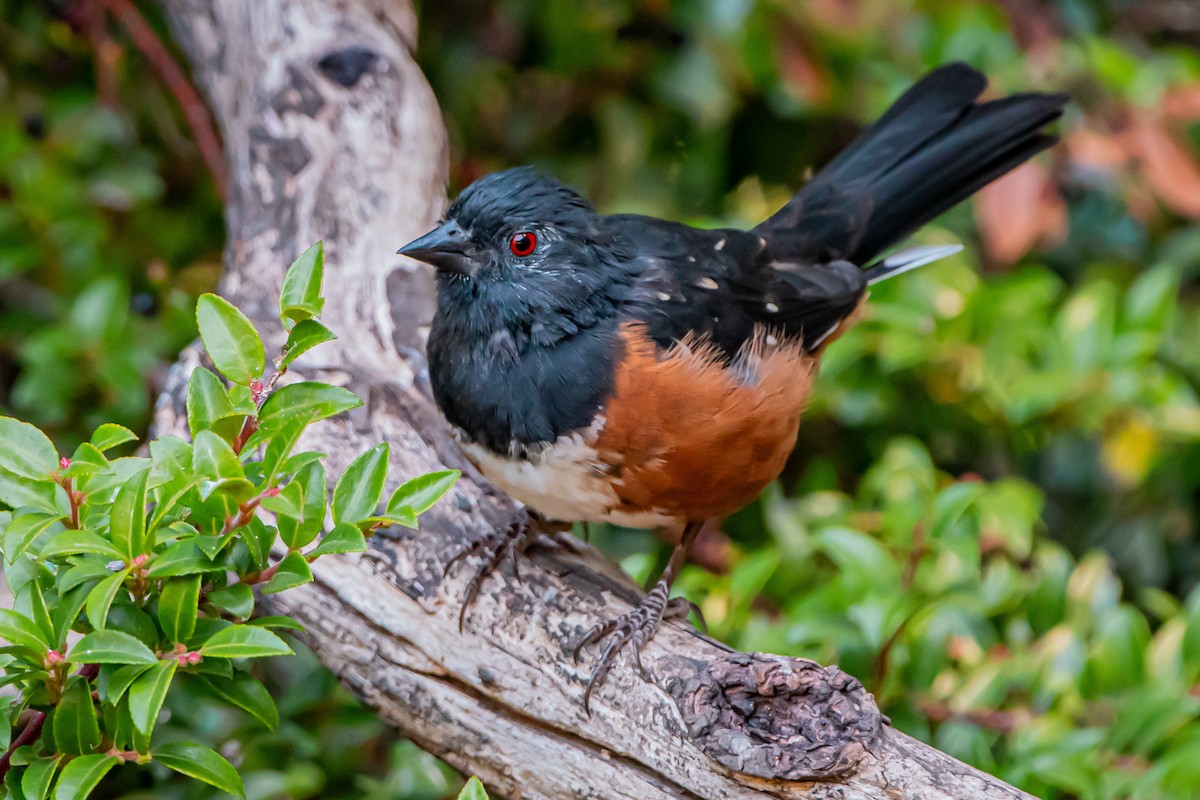Spotted Towhee - ML642680661