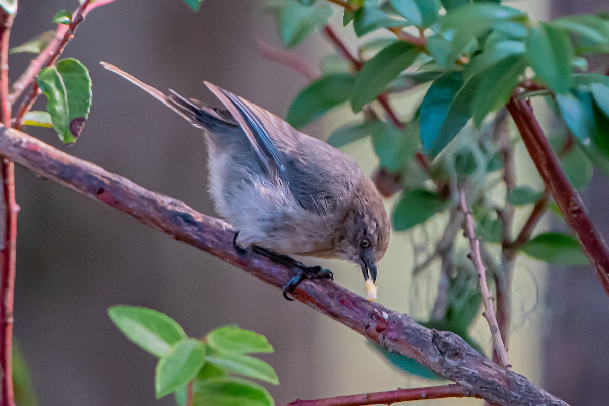 Bushtit - ML642680678