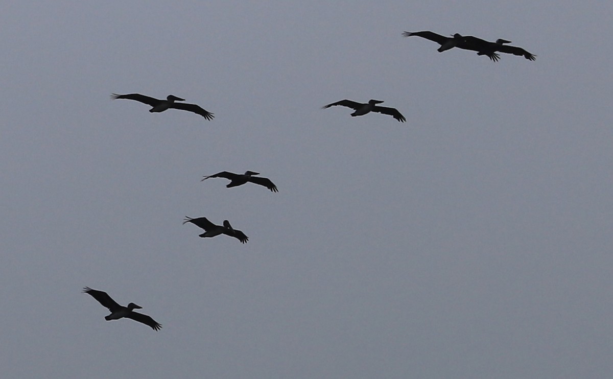 Brown Pelican - ML642680682