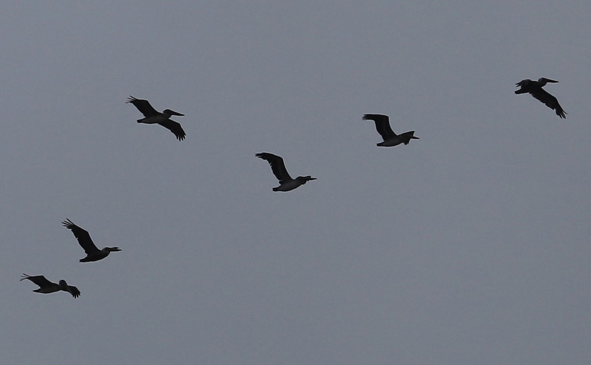 Brown Pelican - ML642680684