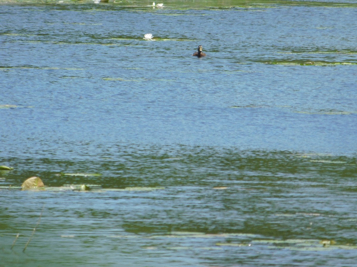 Mallard - ML642680699