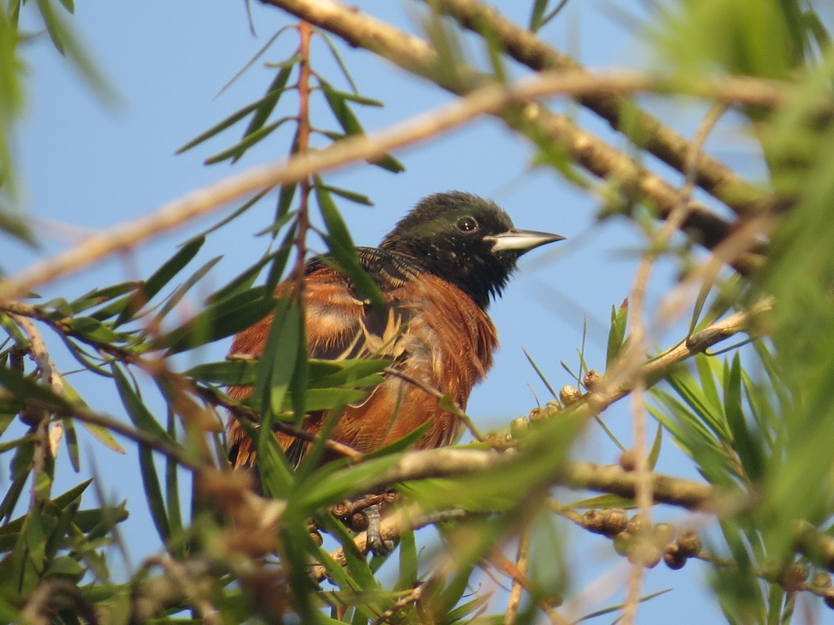 Orchard Oriole - ML642680716