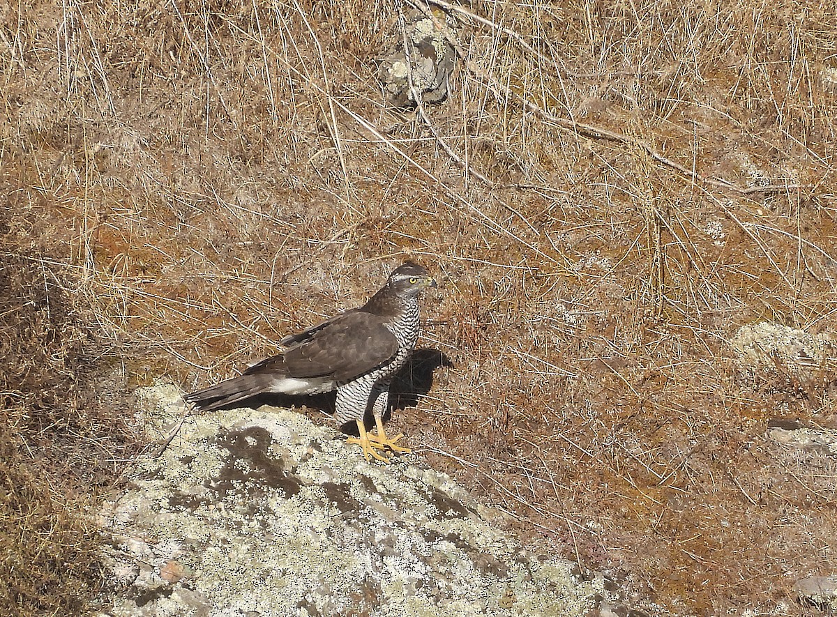 jestřáb lesní - ML642680722