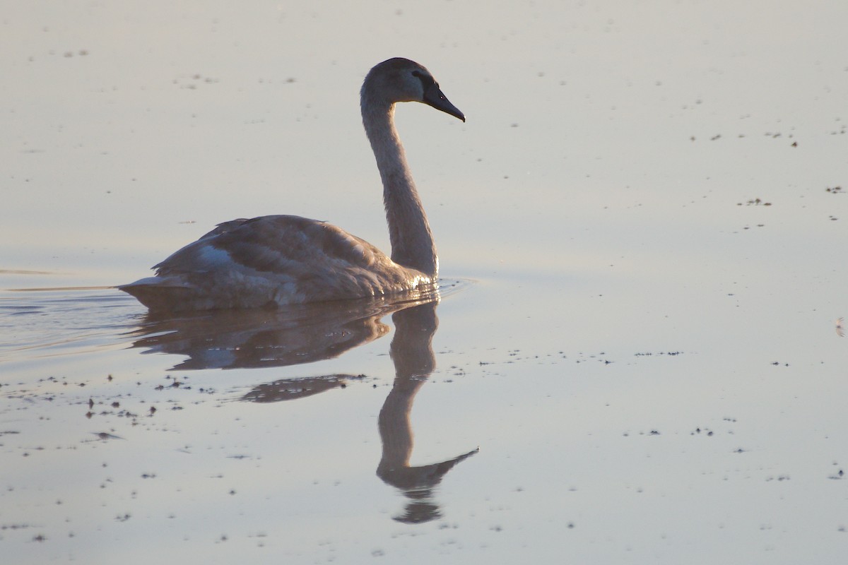 Höckerschwan - ML642680723