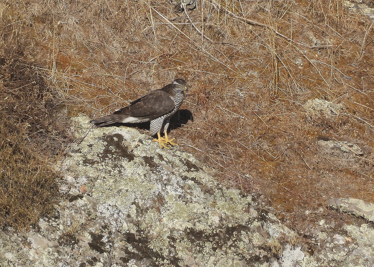 jestřáb lesní - ML642680726