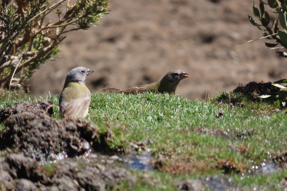 Gray-hooded Sierra Finch - ML642680727