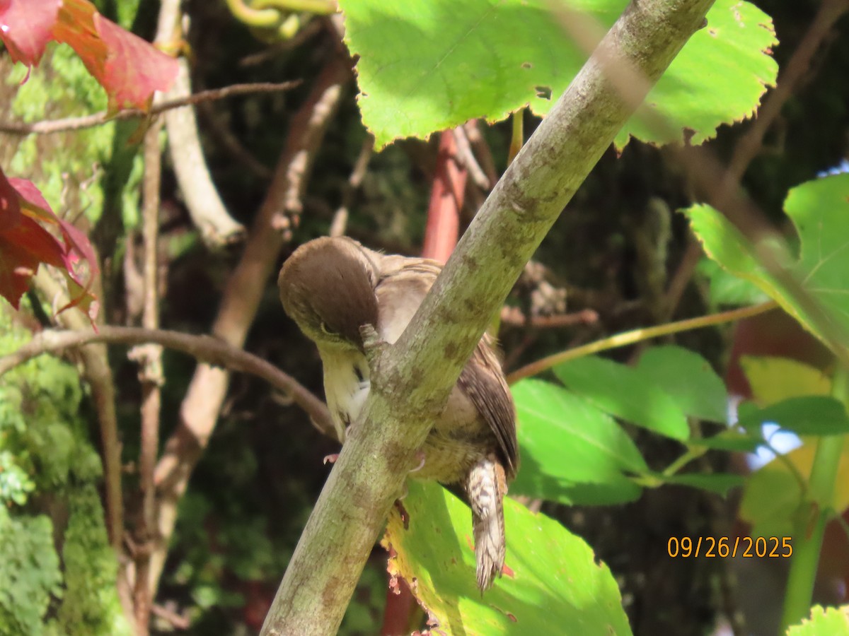 Northern House Wren - ML642680742