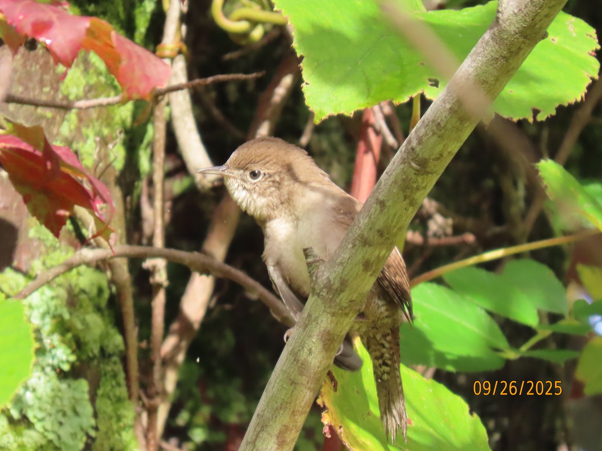 Northern House Wren - ML642680743